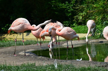 Beautiful group of flamingos with their long necks