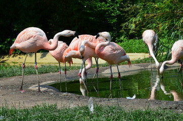 Beautiful group of flamingos with their long necks