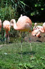 Beautiful group of flamingos with their long necks