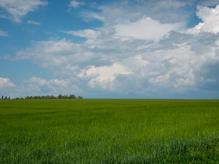 Obraz premium Spring landscape. Green field, blue sky and white clouds.
