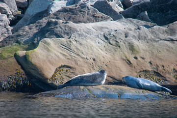 seals in Gaspesie