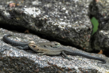 Two viviparous lizards.