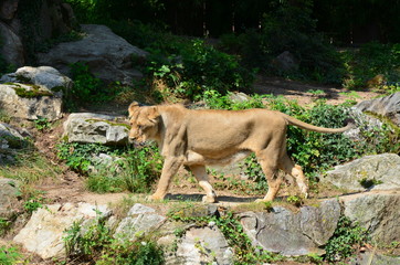 Lion in the zoo of Frankfurt