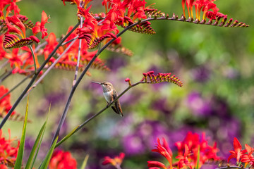 Hummingbird resting in beautiful garden
