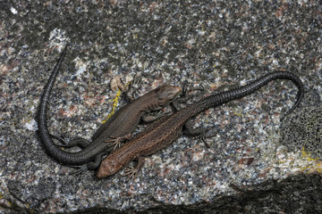 Two viviparous lizards.