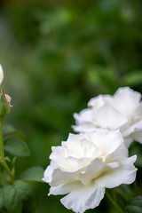A closeup floral macro photograph of two beautiful white roses with dark green foliage in the bokeh blurred background beyond located in lower right corner of image.