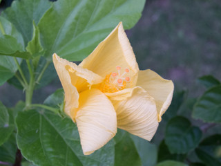 Yellow hibiscus flower