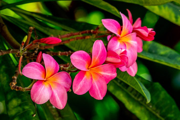 Beautiful Tropical Flowers in Hawaii