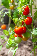 Bio Tomaten auf eigenem Anbau im Gewächshaus