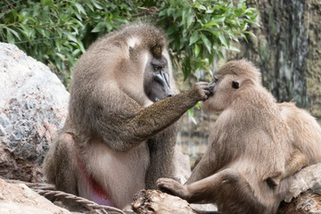 Mandrill (Mandrillus sphinx), a primate found mainly in the tropical rainforests of Cameroon,...