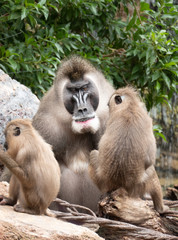 Mandrill (Mandrillus sphinx), a primate found mainly in the tropical rainforests of Cameroon, Gabon, Equatorial Guinea, and Congo.