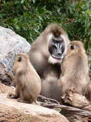 Mandrill (Mandrillus sphinx), a primate found mainly in the tropical rainforests of Cameroon,...