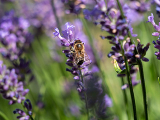 Bee on lavender. Lavender closeup. Lavender background. 