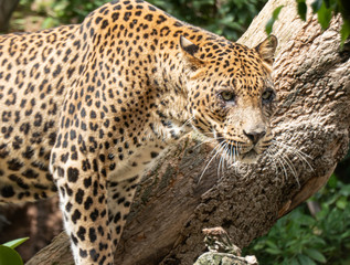 African Leopard (Panthera pardus pardus) native to wide ranges in sub-Saharan Africa