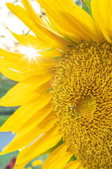 A closeup macro floral nature photograph of a large sunflower head with bright yellow petals and...