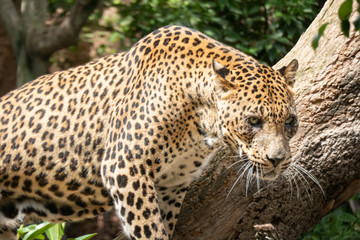 African Leopard (Panthera pardus pardus) native to wide ranges in sub-Saharan Africa
