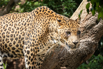 Fototapeta na wymiar African Leopard (Panthera pardus pardus) native to wide ranges in sub-Saharan Africa