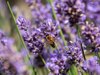 Bee on lavender. Lavender closeup. Lavender background. 