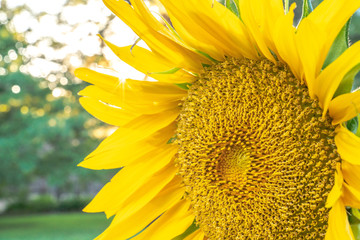 A closeup macro floral nature photograph of a large sunflower head with bright yellow petals and...