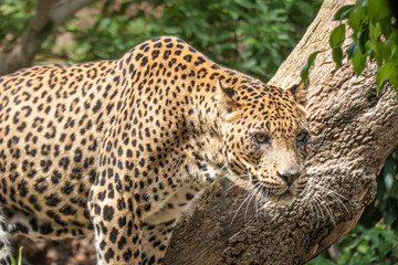 African Leopard (Panthera pardus pardus) native to wide ranges in sub-Saharan Africa