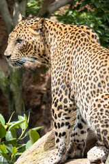 African Leopard (Panthera pardus pardus) native to wide ranges in sub-Saharan Africa