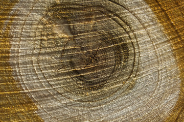 Naklejka premium texture of wood