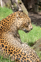 African Leopard (Panthera pardus pardus) native to wide ranges in sub-Saharan Africa