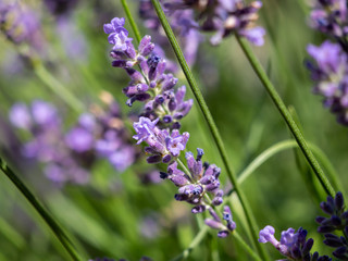 Obraz premium Lavender closeup. Lavender background. Flowers of lavender.