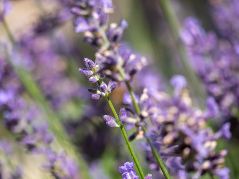Lavender closeup. Lavender background. Flowers of lavender.