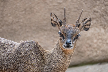 Klipspringer (Oreotragus oreotragus), a small sturdy antelope found in rocky terrain in eastern and southern Africa.