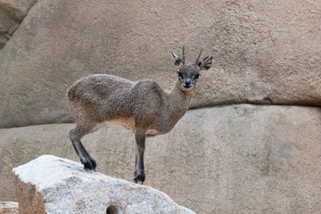 Klipspringer (Oreotragus oreotragus), a small sturdy antelope found in rocky terrain in eastern and southern Africa.