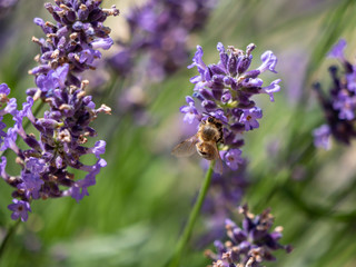 Bee on lavender. Lavender closeup. Lavender background. 