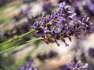 Bee on lavender. Lavender closeup. Lavender background. 