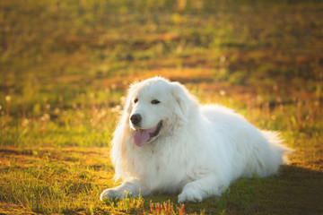 Big white dog lying on moss in the field at sunset. gorgeous maremma sheepdog. Cane da pastore Maremmano-Abruzzese
