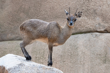 Klipspringer (Oreotragus oreotragus), a small sturdy antelope found in rocky terrain in eastern and southern Africa.