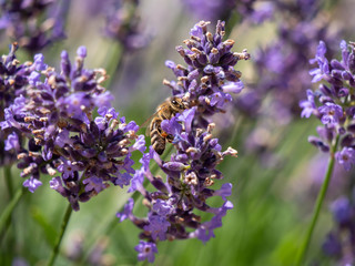 Obraz premium Bee on lavender. Lavender closeup. Lavender background. 