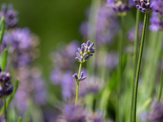 Lavender closeup. Lavender background. Flowers of lavender.