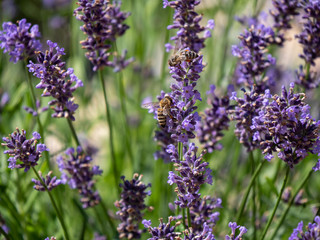 Obraz premium Bee on lavender. Lavender closeup. Lavender background. 