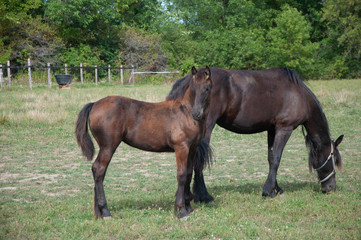 Fototapeta premium horse and foal
