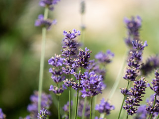 Lavender closeup. Lavender background. Flowers of lavender.