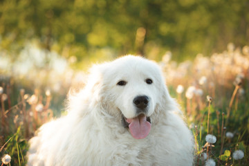 Cute maremma sheepdog. Big white fluffy dog breed maremmano abruzzese shepherd lying in the field at sunset