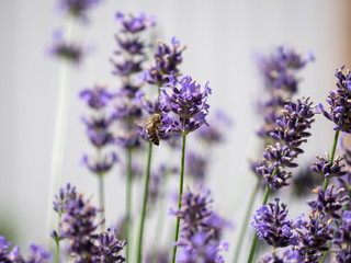 Bee on lavender. Lavender closeup. Lavender background. 