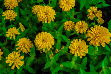 Beautiful abstract texture white orange and yellow flowers trees plants and forest landscape in the public nature green city parks and gardens