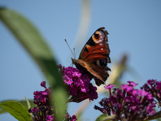 European peacock (Aglais io or Inachis io) on green trees closeup. Butterfly on flowers closeup. 