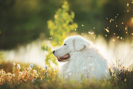 Beautiful maremma sheepdog. Big white fluffy dog breed maremmano abruzzese shepherd lying in the dandelion's field