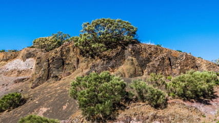 Fototapeta premium Green vegetation on a rocky slope
