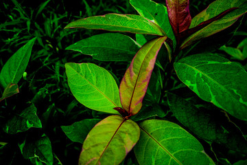 Beautiful abstract texture color yellow and green leaves pattern background and wallpaper in the gardens