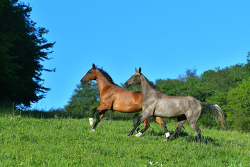 Two akhal teke horses running in the pasture. Happy herd animals.