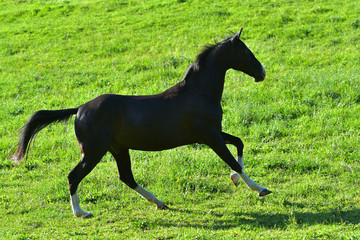 Black horse running in the field in gallop. In motion.