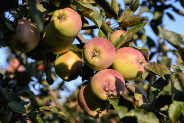 Ripe red apples hang on the branches of an apple tree in a sun light